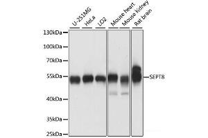 Western blot analysis of extracts of various cell lines using SEPT8 Polyclonal Antibody at dilution of 1:1000. (Septin 8 抗体)