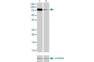 Western blot analysis of MFN2 over-expressed 293 cell line, cotransfected with MFN2 Validated Chimera RNAi (Lane 2) or non-transfected control (Lane 1). (MFN2 抗体  (AA 661-757))