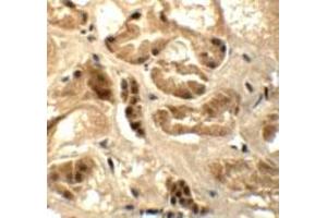 Immunohistochemical staining of human kidney cells with ATAD3B polyclonal antibody  at 5 ug/mL. (ATAD3B 抗体  (C-Term))