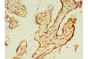 Immunohistochemistry of paraffin-embedded human placenta tissue using ABIN7173091 at dilution of 1:100 (TMEM165 抗体  (AA 173-228))