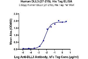 ELISA image for delta Like Protein 3 (DLL3) (AA 27-215) protein (His-DYKDDDDK Tag) (ABIN7274484)