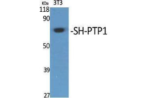 Western Blotting (WB) image for anti-Protein-tyrosine Phosphatase 1C (PTPN6) (Thr48) antibody (ABIN3186952) (SHP1 抗体  (Thr48))