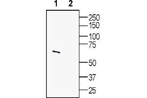 anti-Synaptotagmin I (SYT1) (AA 1-19), (Intravesicular) antibody