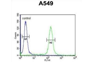 Flow Cytometry (FACS) image for anti-Kelch-Like 9 (KLHL9) antibody (ABIN3002256) (KLHL9 抗体)