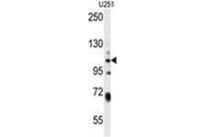WWC3 Antibody (C-term) western blot analysis in U251 cell line lysates (35 µg/lane). (WWC3 抗体  (C-Term))