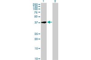 Western Blot analysis of NFYC expression in transfected 293T cell line by NFYC MaxPab polyclonal antibody. (NFYC 抗体  (AA 1-335))