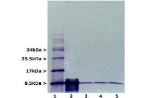 Western blot analysis of RPS27A using RPS27A monoclonal antibody, clone Ubi-1 . (RPS27A 抗体)