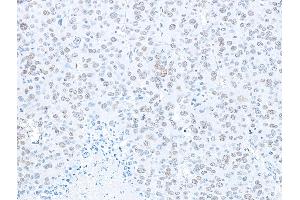 Immunohistochemistry (IHC) image for anti-Splicing Factor Proline/glutamine-Ric (SFPQ) (AA 225-275) antibody (ABIN7453761) (SFPQ 抗体  (AA 225-275))