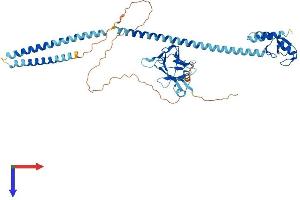 RNF8 Protein (AA 1-488) (His tag)