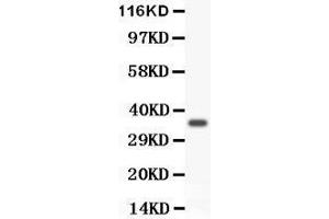 Anti- FOXM1 antibody, Western blotting All lanes: Anti FOXM1  at 0. (FOXM1 抗体  (AA 411-763))
