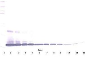 Image no. 6 for anti-Interleukin 1 alpha (IL1A) antibody (ABIN465499) (IL1A 抗体)