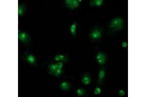 Anti-CDCP1 mouse monoclonal antibody (ABIN2454040) immunofluorescent staining of COS7 cells transiently transfected by pCMV6-ENTRY CDCP1 (RC220633). (CDCP1 抗体)