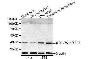 Western blot analysis of extracts of 293 and NIH/3T3 cells, using Phospho-MAPK14-Y322 antibody (ABIN5969909) at 1/1000 dilution. (MAPK14 抗体  (pTyr322))