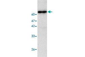 Western blot analysis in CTSC recombinant protein with CTSC monoclonal antibody, clone 97a6  at 1 : 1000 dilution. (CTSC 抗体)