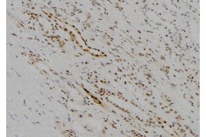 ABIN6273678 at 1/100 staining Human kidney tissue by IHC-P. (KDM5D 抗体  (C-Term))