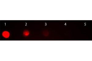 Dot Blot of Goat anti-Mouse IgG2a Antibody Rhodamine Conjugated Pre-absorbed. (山羊 anti-小鼠 IgG2a (Heavy Chain) Antibody (TRITC) - Preadsorbed)