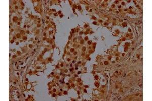 IHC image of ABIN7147833 diluted at 1:100 and staining in paraffin-embedded human testis tissue performed on a Leica BondTM system. (BHLHE23 抗体  (AA 1-225))
