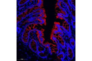 Immunofluorescence of paraffin embedded rat colon using CD13 (ABIN7072989) at dilution of 1: 1000 (CD13 抗体)