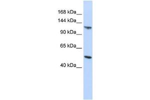 Western Blotting (WB) image for anti-Hect Domain and RLD 5 (HERC5) antibody (ABIN2458718)