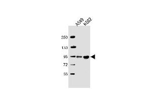 All lanes : Anti-SH3D20 Antibody (Center) at 1:2000 dilution Lane 1: A549 whole cell lysate Lane 2: K562 whole cell lysate Lysates/proteins at 20 μg per lane. (ARHGAP27 抗体  (AA 198-226))