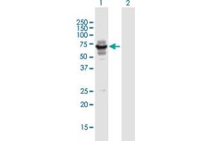 Western Blot analysis of LIN9 expression in transfected 293T cell line by LIN9 MaxPab polyclonal antibody. (LIN9 抗体  (AA 1-558))