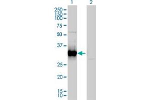 Western Blot analysis of FRG1 expression in transfected 293T cell line by FRG1 monoclonal antibody (M01), clone 4A5. (FRG1 抗体  (AA 1-258))