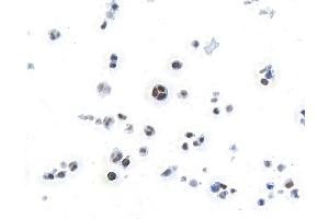 Immunocytochemistry (ICC) image for anti-Runt-Related Transcription Factor 3 (RUNX3) (AA 1-50) antibody (ABIN7454015)