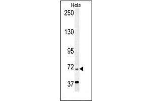 Western blot analysis of RAD26L Antibody (N-term) in Hela cell line lysates (35ug/lane). (ERCC6L2 抗体  (N-Term))