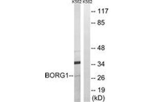 Western blot analysis of extracts from K562 cells, using BORG1 Antibody. (CDC42EP2 抗体  (AA 10-59))