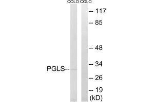 Western blot analysis of extracts from COLO cells, using PGLS antibody. (PGLS 抗体  (C-Term))