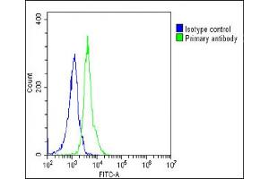 Overlay histogram showing Jurkat cells stained with (ABIN6242745 and ABIN6578761)(green line). (RPS2 抗体  (AA 45-79))