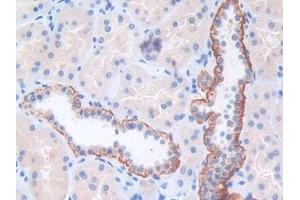 Immunohistochemistry (IHC) image for anti-Centromere Protein I (CENPI) (AA 292-528) antibody (ABIN7442021)