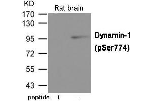 Western blot analysis of extracts from Rat brain tissue using Dynamin-1 (Phospho-Ser774) Antibody. (Dynamin 1 抗体  (pSer774))