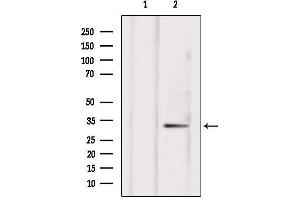 Western blot analysis of extracts from hepg2, using NXPH4 Antibody. (Neurexophilin 4 抗体  (Internal Region))