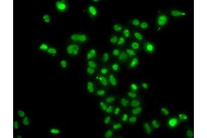 Immunofluorescence analysis of  cells using MORF4L2 antibody (ABIN6128240, ABIN6143950, ABIN6143951 and ABIN6223485). (MORF4L2 抗体  (AA 1-100))