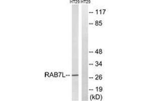 Western blot analysis of extracts from HT-29 cells, using RAB7L1 Antibody. (RAB7L1 抗体  (AA 115-164))