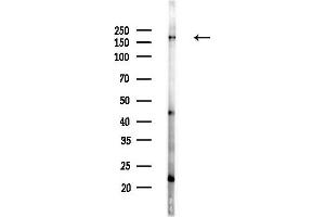 anti-Golgin A3 (GOLGA3) (Internal Region) antibody