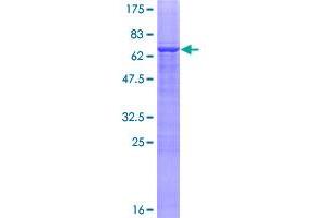 ZNF222 Protein (AA 1-397) (GST tag)