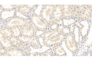 Detection of VEGF165 in Porcine Kidney Tissue using Monoclonal Antibody to Vascular Endothelial Growth Factor 165 (VEGF165) (VEGF 165 (AA 28-191) 抗体)