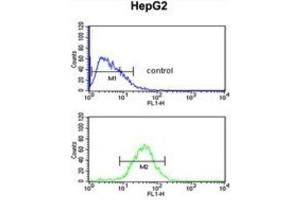 Flow Cytometry (FACS) image for anti-WD Repeat Domain 43 (WDR43) antibody (ABIN3002363) (WDR43 抗体)