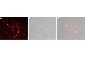 Expression of VPAC2 in rat PC12 cells - Cell surface detection of VPAC2 in live intact rat pheochromocytoma (PC12) cells. (VIPR2 抗体  (Extracellular))