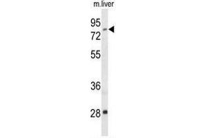 Western blot analysis of ACSS2 Antibody (N-term) in mouse liver tissue lysates (35 µg/lane). (ACSS2 抗体  (N-Term))