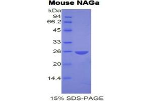SDS-PAGE analysis of Mouse NAGa Protein. (NAGA 蛋白)