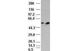 FOXA1 antibody (3C1) at 1:1000 dilution + HepG2 cell lysate (FOXA1 抗体)