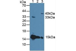 Western blot analysis of (1) Rat Heart Tissue, (2) Mouse Heart Tissue and (3) Human 293T Cells. (Cytochrome C 抗体  (AA 5-100))