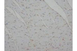 Immunohistochemical analysis of paraffin embedded rat tissue sections (cardiac muscle) using Annexin IV antibody