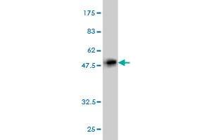 Western Blot detection against Immunogen (45.
