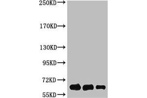 Western Blot analysis of Luciferase protein using antibody diluted at 1:1000 (Luciferase 抗体)