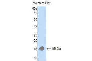 Western Blotting (WB) image for anti-RalA Binding Protein 1 (RALBP1) (AA 381-470) antibody (ABIN1176610) (RALBP1 抗体  (AA 381-470))