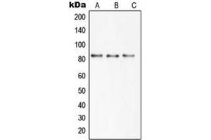 Western blot analysis of SBAT1 expression in HEK293T (A), mouse brain (B), rat brain (C) whole cell lysates. (SLC6A15 抗体  (N-Term))